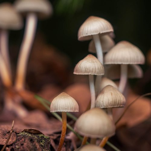 Psilocybe Bohemica mushrooms in the autumn forest among fallen leaves.